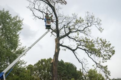 Tree Sections Being Lifted