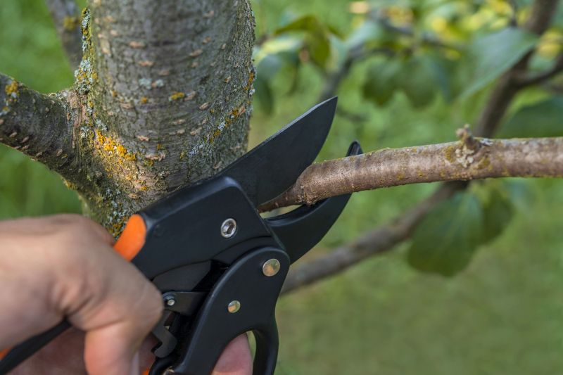 Spring Tree Cutting