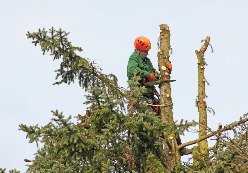 Tree Cutting Process