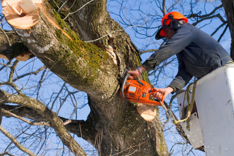 Tree Removal Safety
