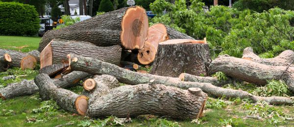 Large Tree Removal in Ankeny