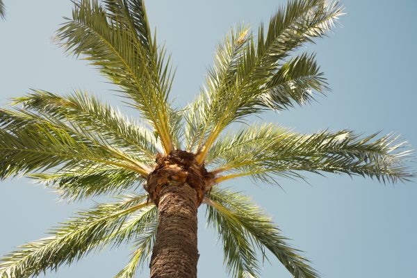 Palm Tree Removal in Ankeny