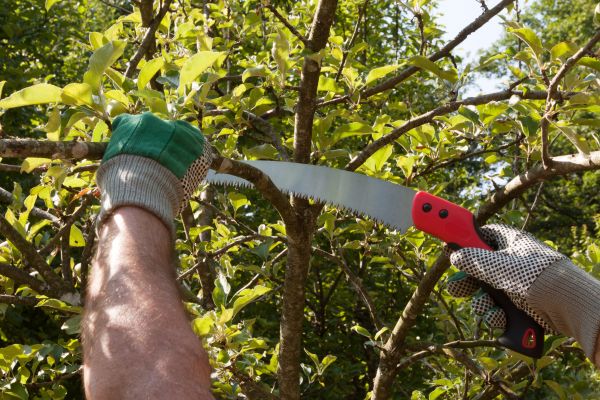 Small Tree Removal in Ankeny
