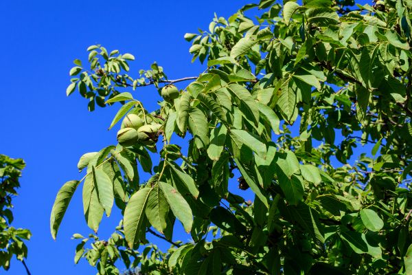 Walnut Tree Removal in Ankeny