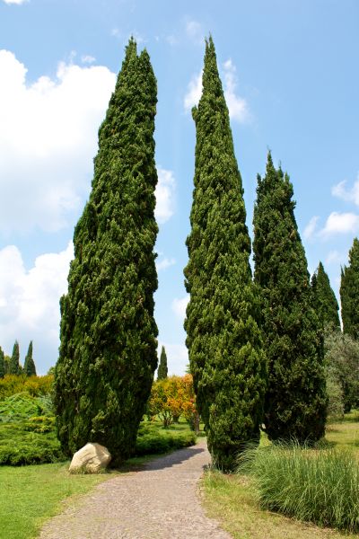 Cypress Tree Removal in Ankeny