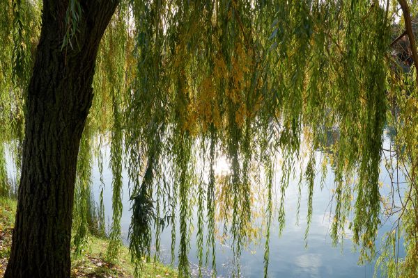 Willow Tree Removal in Ankeny
