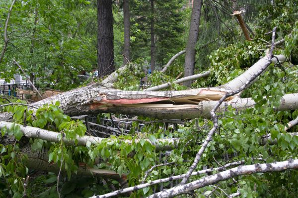 Birch Tree Removal in Ankeny