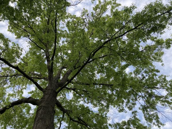 Oak Tree Removal in Ankeny