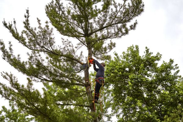 Pine Tree Removal in Ankeny