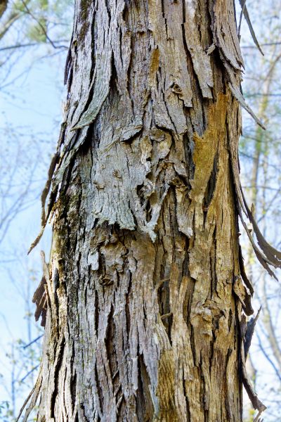 Hickory Tree Removal in Ankeny
