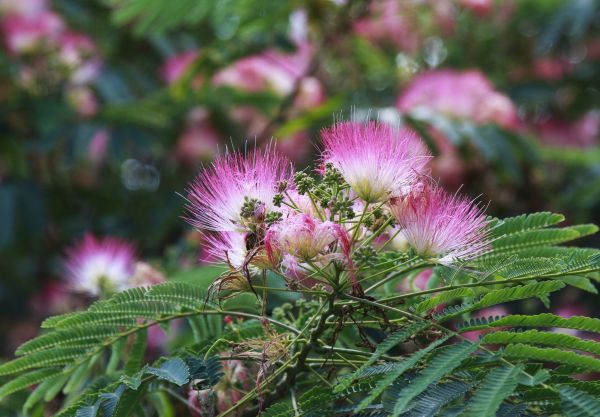 Mimosa Tree Removal in Ankeny