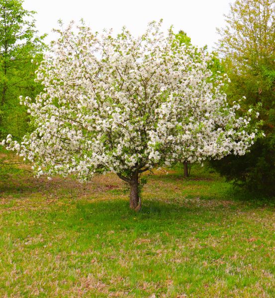 Dogwood Tree Removal in Ankeny