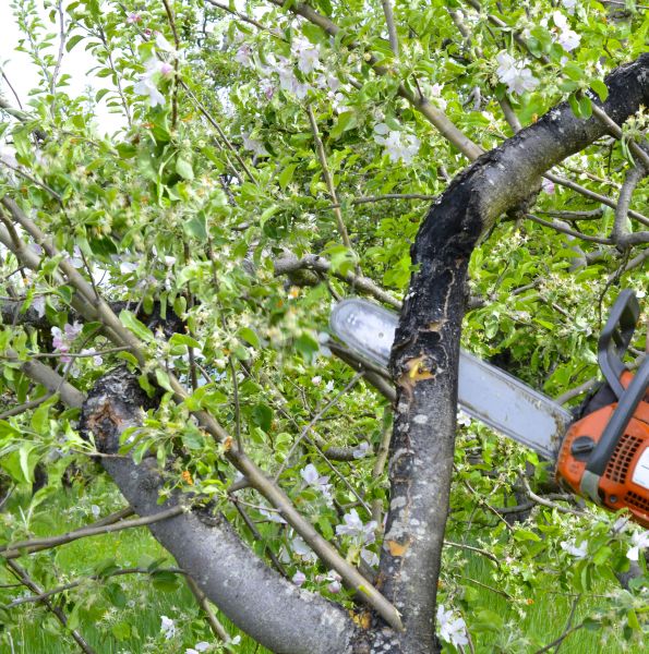 Apple Tree Removal in Ankeny