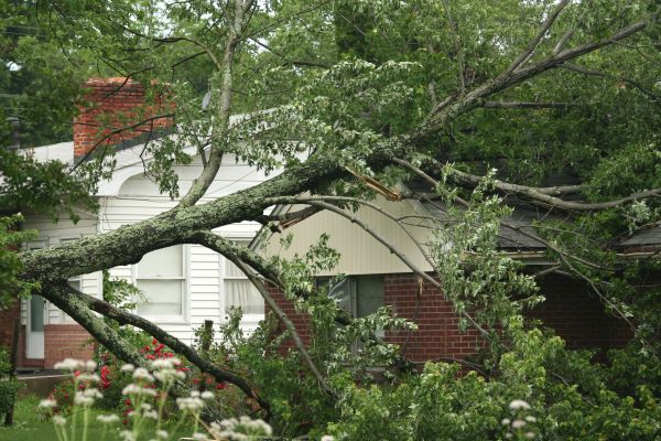 Emergency Tree Removal in Ankeny