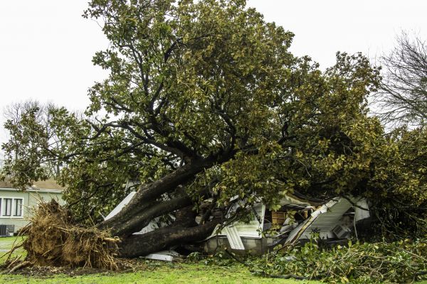 Fallen Tree Removal in Ankeny