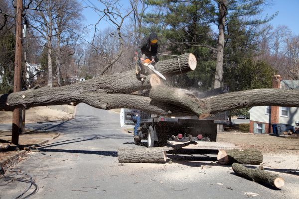 Residential Tree Removal in Ankeny