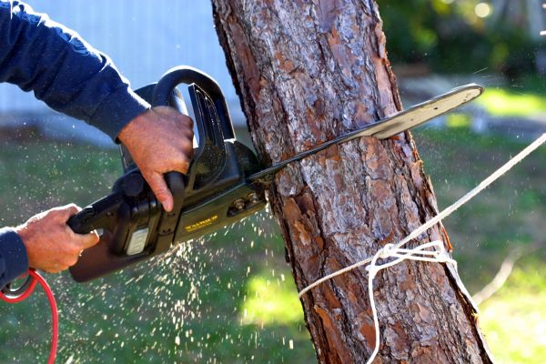 Dead Tree Removal in Ankeny